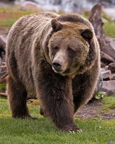 Grizzly Bear Wild Kratts Wiki FANDOM Powered By Wikia
