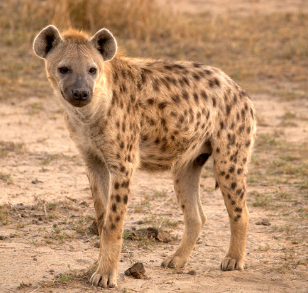 Spotted Hyena | Wild Kratts Wiki | Fandom