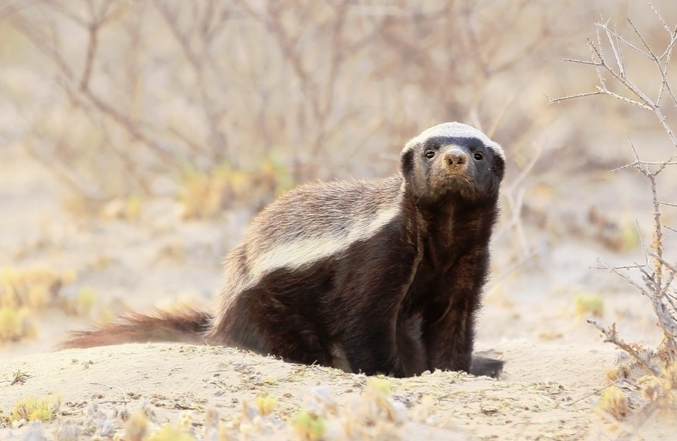 Honey Badger Wild Kratts Wiki FANDOM powered by Wikia