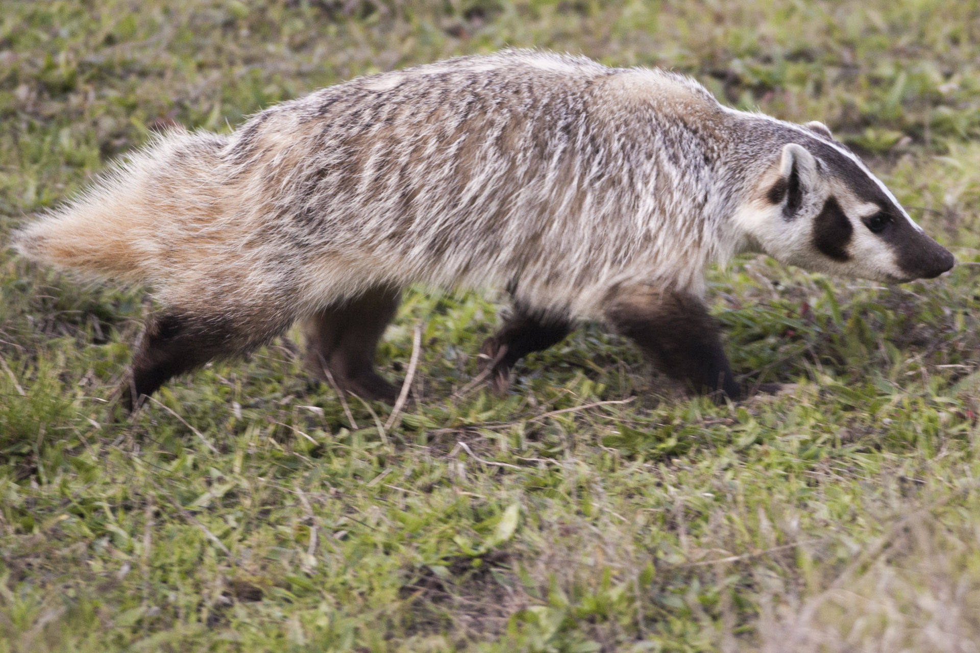 american-badger-wild-kratts-wiki-fandom-powered-by-wikia
