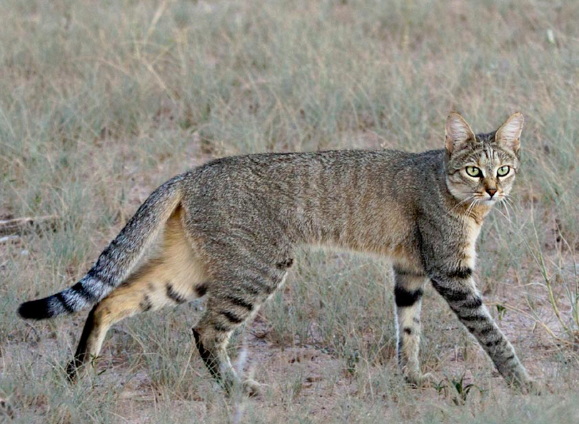 African Wildcat | Wild Kratts Wiki | Fandom