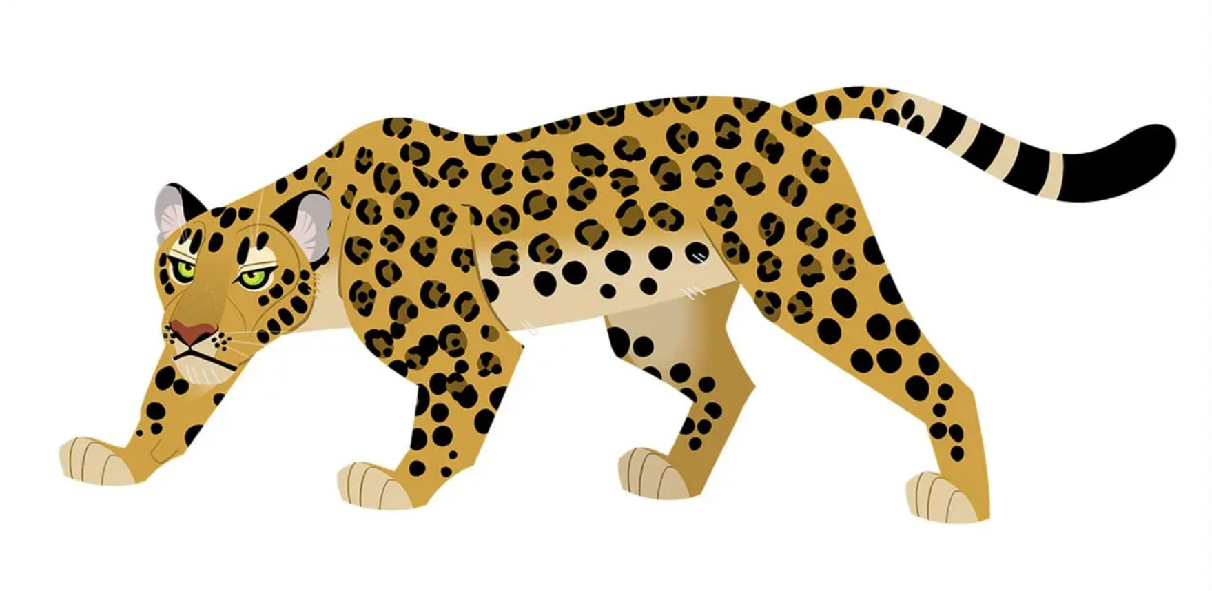 Image - Indian Leopard.PNG | Wild Kratts Wiki | FANDOM powered by Wikia