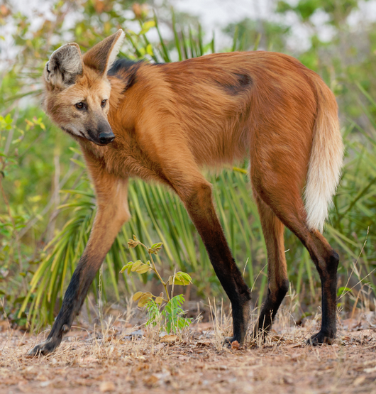 Maned Wolf | Wild Kratts Wiki | Fandom