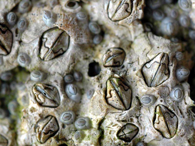 acorn barnacle acorn barnacle