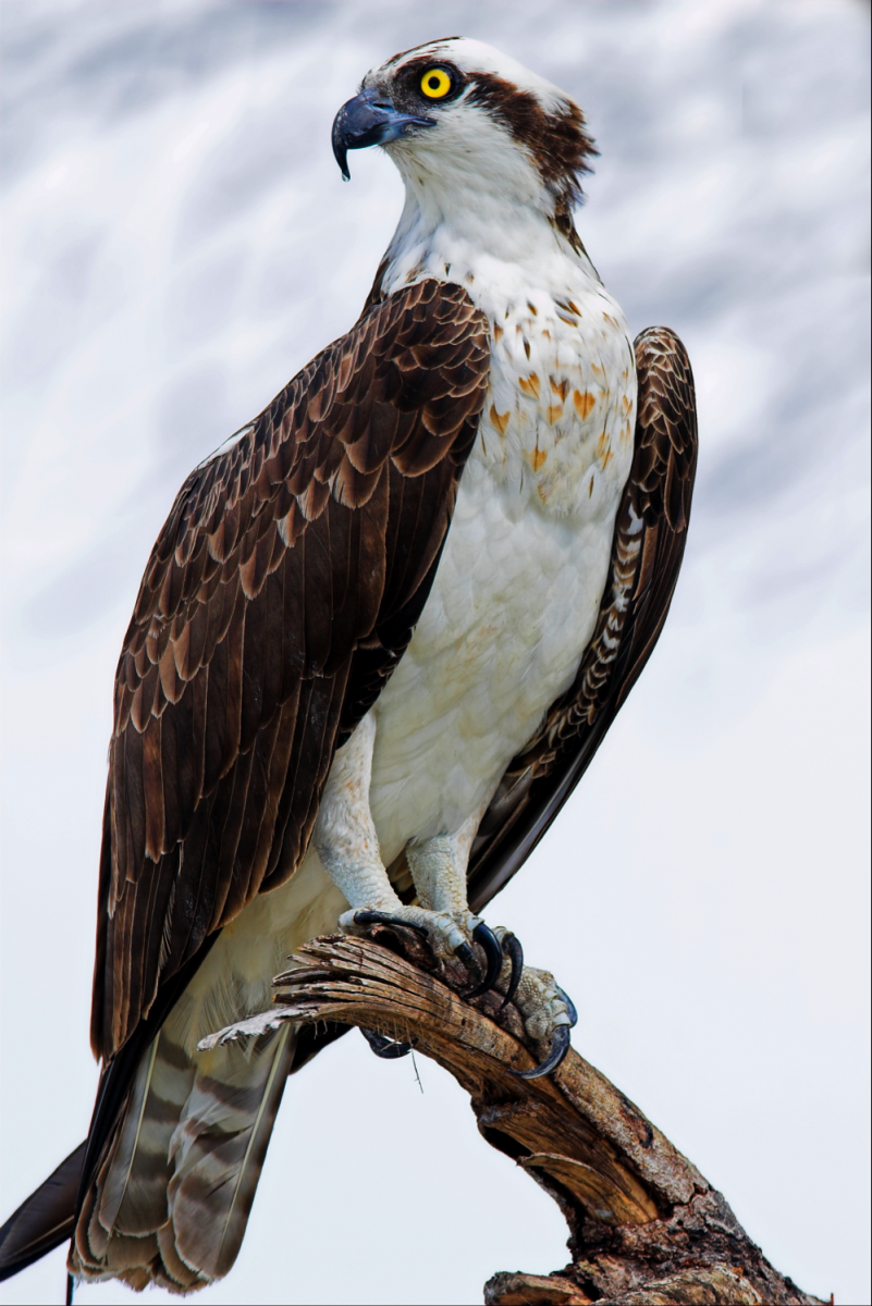 osprey wikipedia