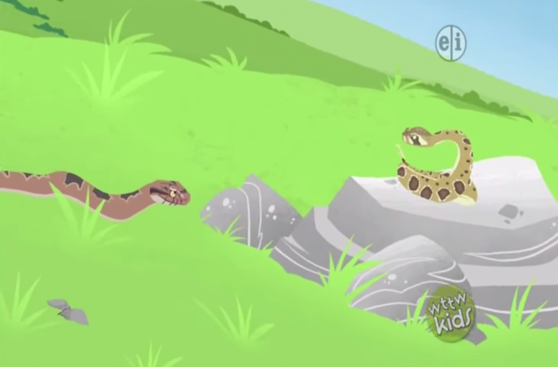 Image - Prairie Rattlesnake Vs King Snake.png | Wild Kratts Wiki