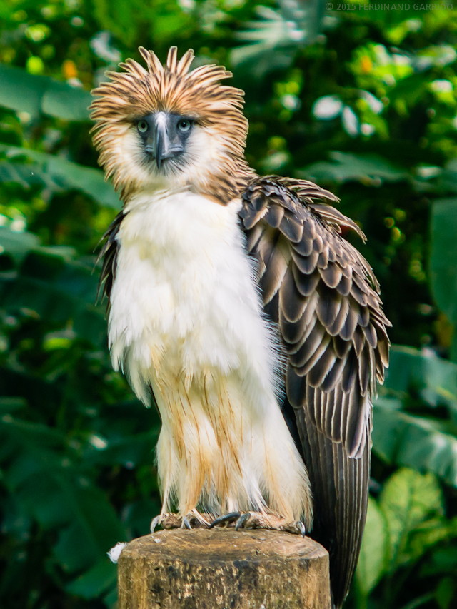 Philippine Eagle | Wild Kratts Wiki | Fandom