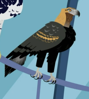 Wedge-tailed Eagle | Wild Kratts Wiki | Fandom
