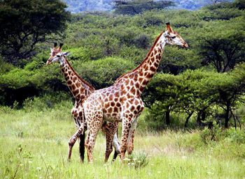 Nubian Giraffe | Wild Kratts Wiki | Fandom