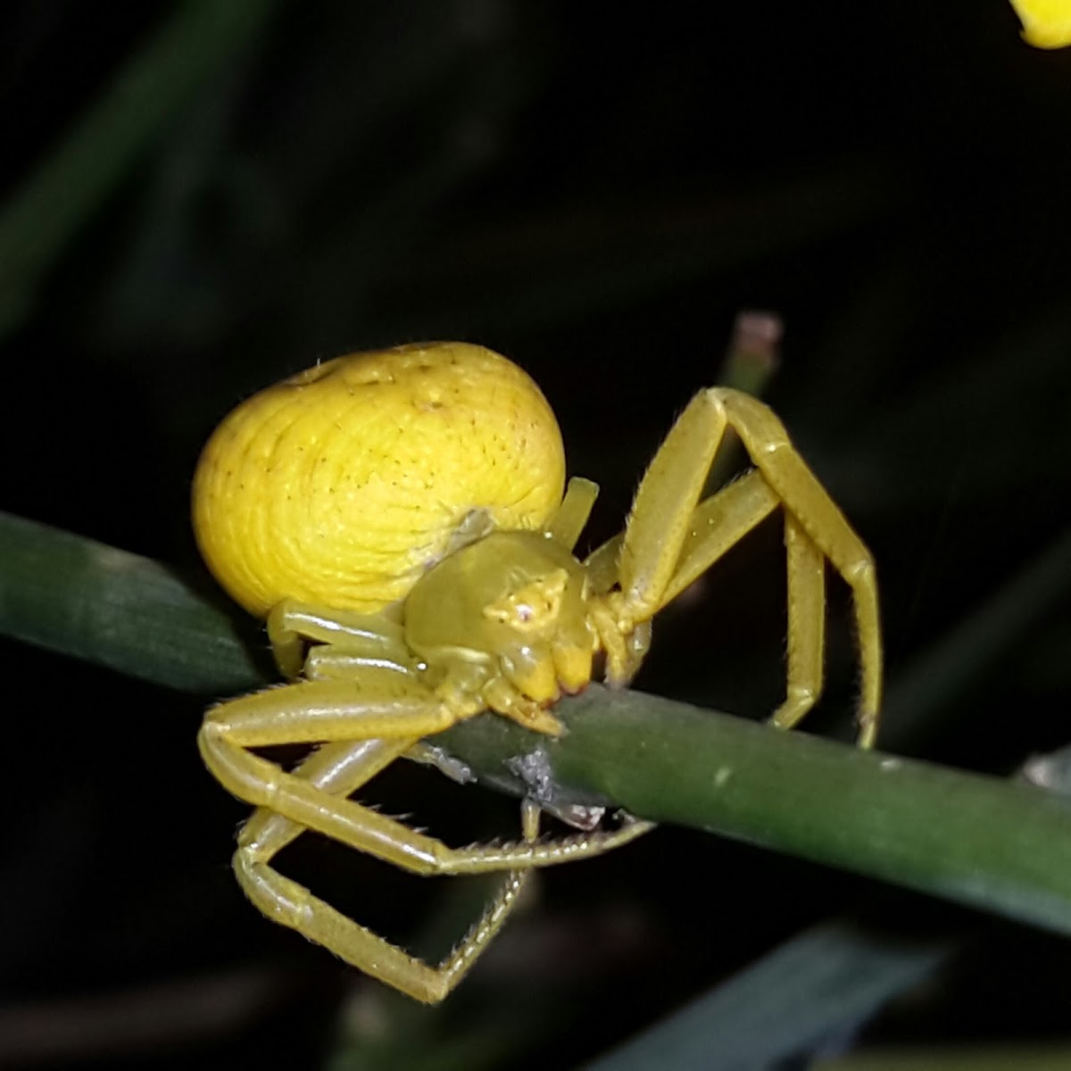 Goldenrod Crab Spider | Wild Kratts Wiki | Fandom