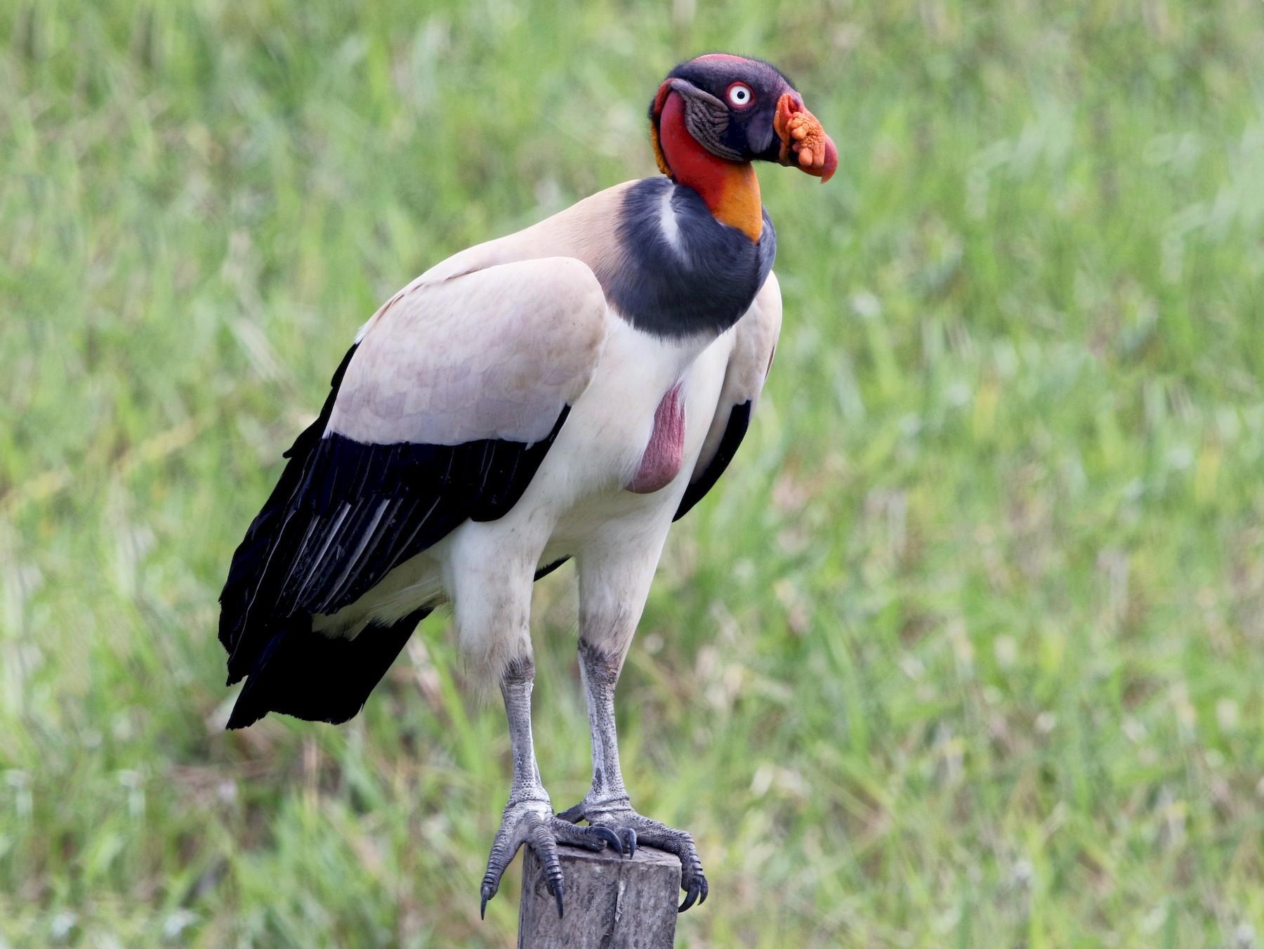 King Vulture | Wild Kratts Wiki | Fandom