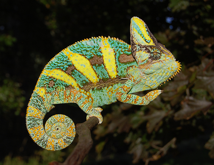 Veiled Chameleon | Wild Kratts Wiki | Fandom