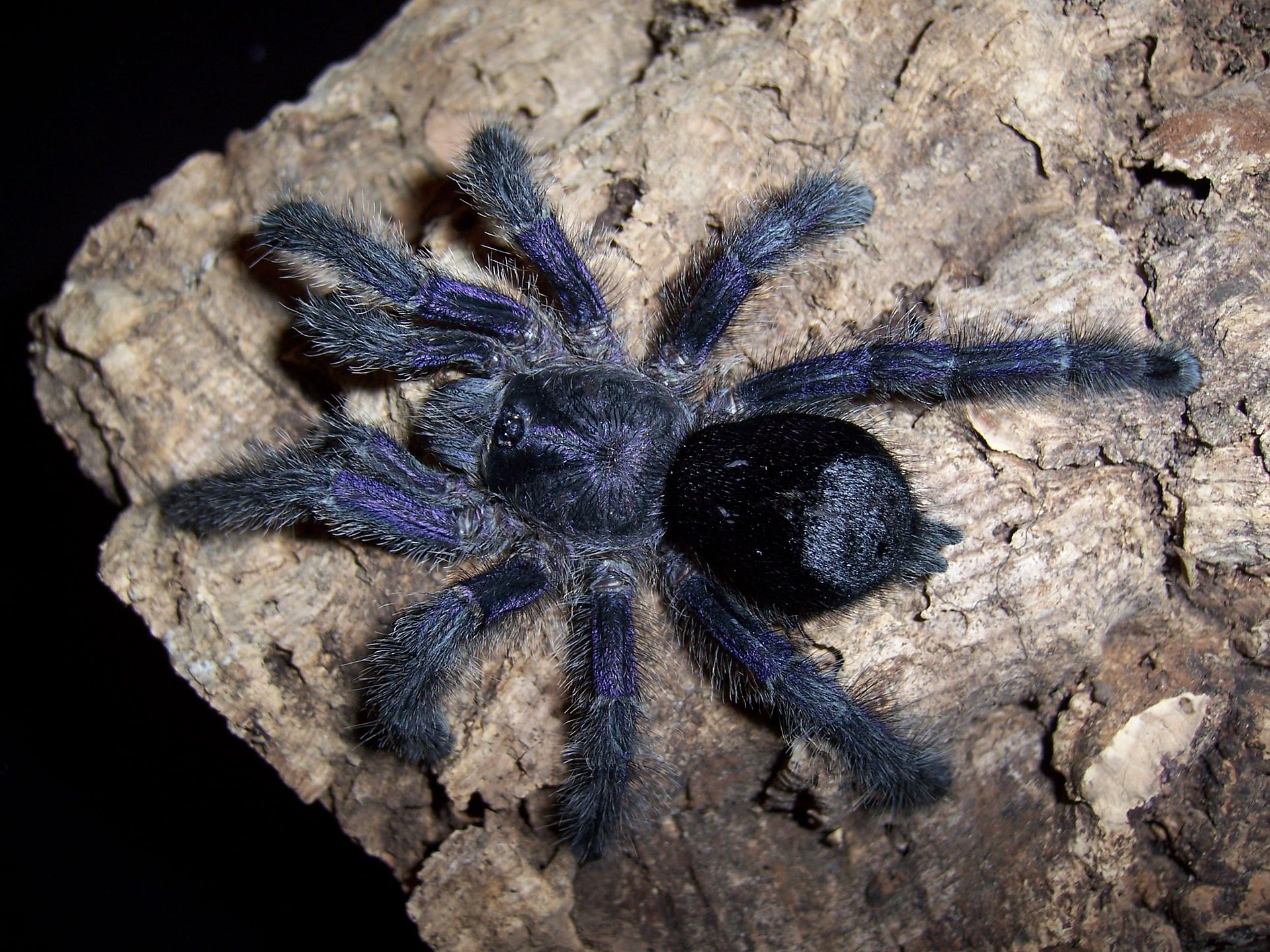 purple tree tarantula