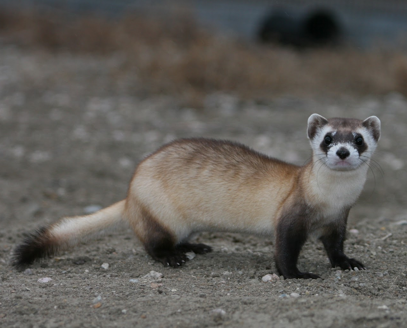 Backaroo