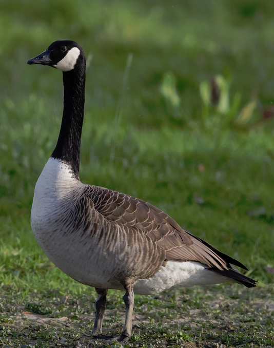 Canada Goose | Wild Kratts Wiki | Fandom