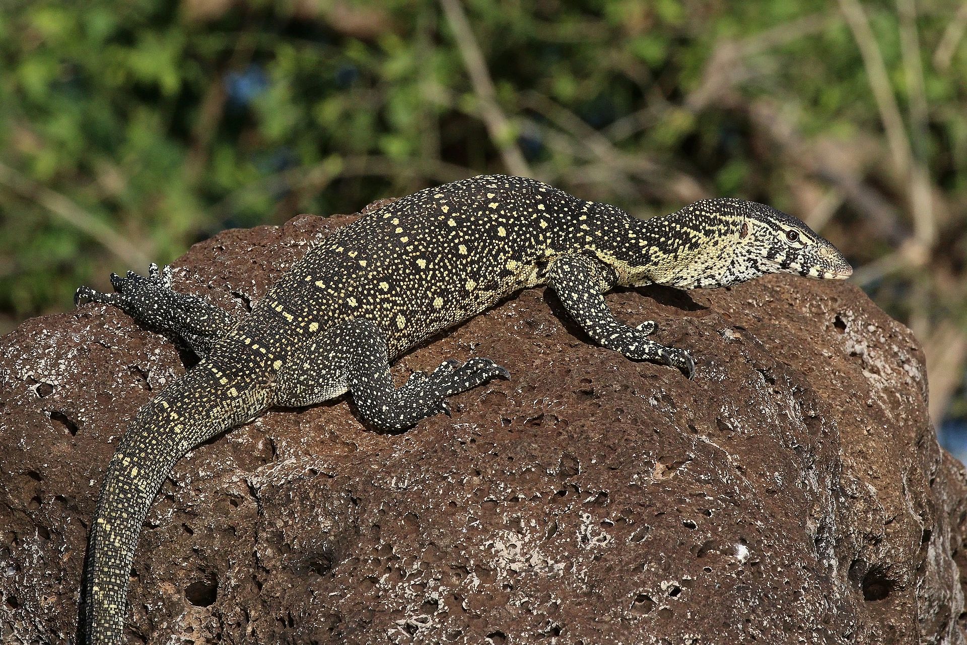 Nile Monitor | Wild Kratts Wiki | FANDOM powered by Wikia1920 x 1280