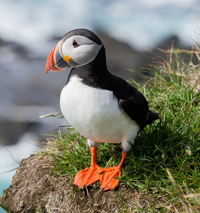 Atlantic Puffin Wild Kratts Wiki Fandom