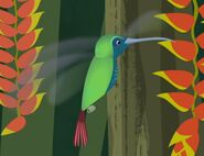 GreenBreastedMangoHummingbird.jpg (14 KB) GreenBreastedMangoHummingbird