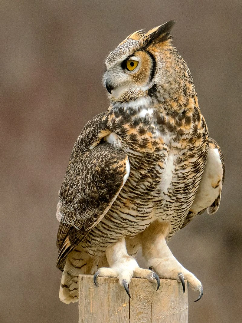 Great Horned Owl Wild Kratts Wiki Fandom