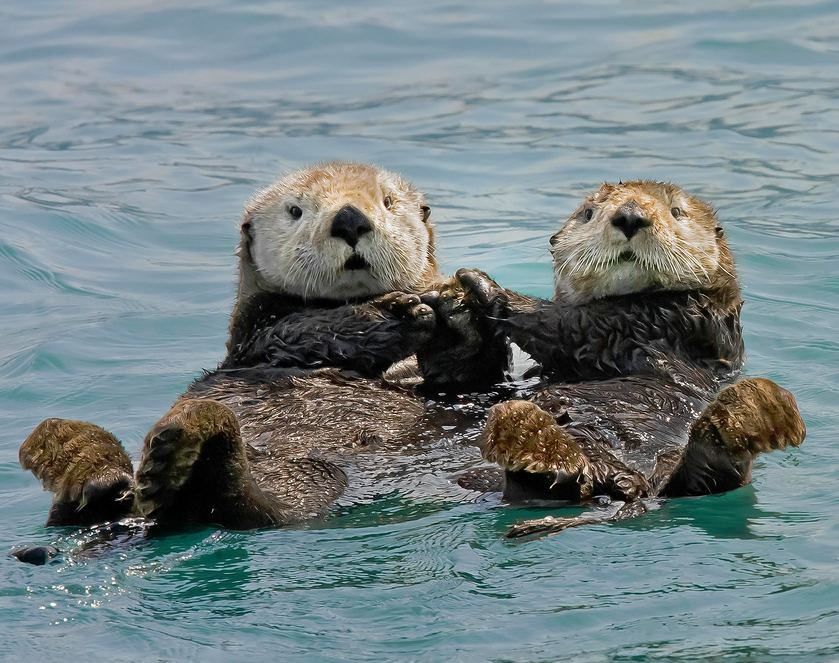 Sea Otter | Wild Kratts Wiki | Fandom