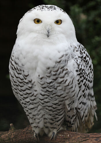 Snowy Owl | Wild Kratts Wiki | FANDOM powered by Wikia