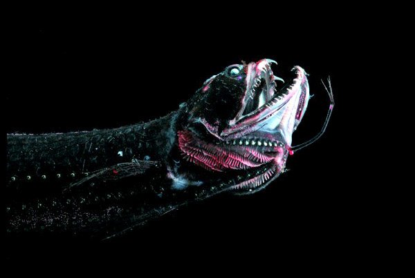 Black Dragonfish | Wild Kratts Wiki | FANDOM powered by Wikia