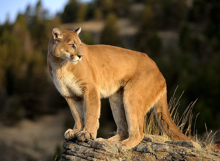 Cougar | Wild Kratts Wiki | Fandom