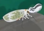 Peanut-headBug .jpg (19 KB) Peanut-headBug