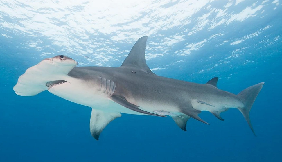 Great Hammerhead Wild Kratts Wiki Fandom