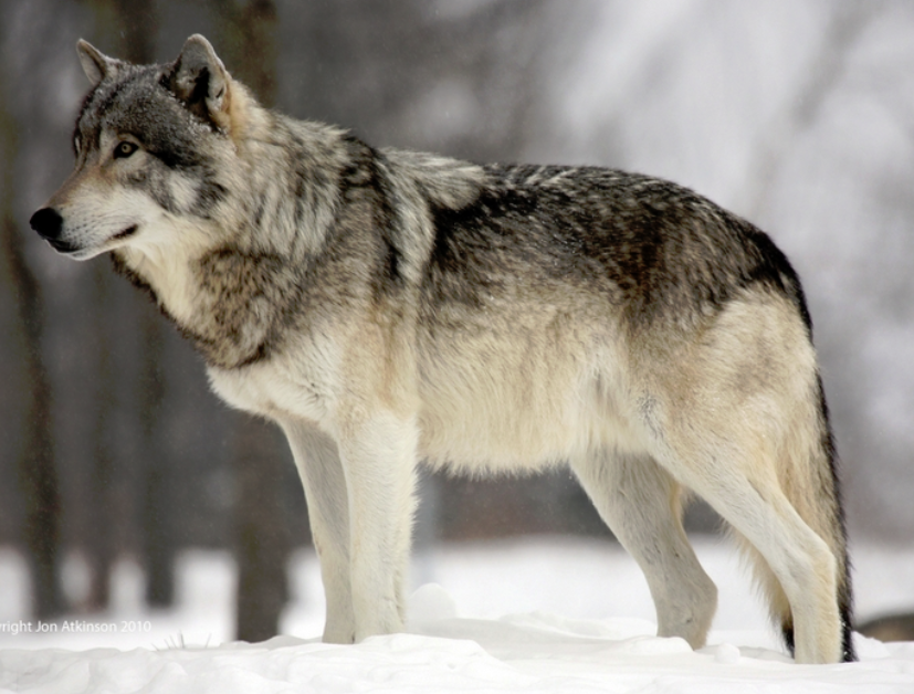 Wolf | Wild Kratts Wiki | Fandom