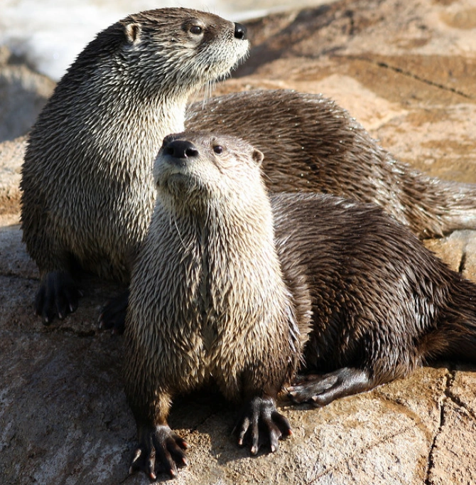 North American River Otter | Wild Kratts Wiki | Fandom