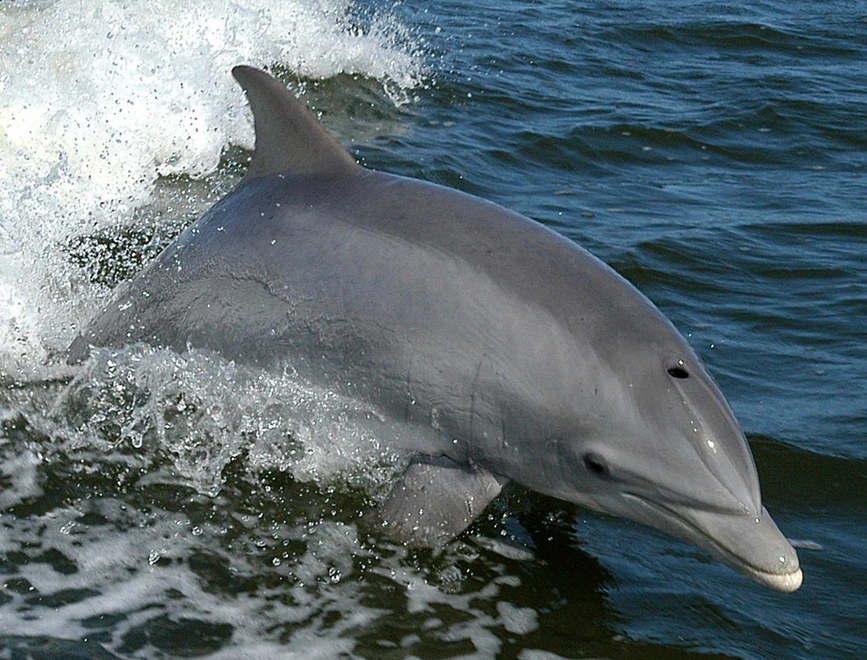 Bottlenose Dolphin | Wild Kratts Wiki | Fandom