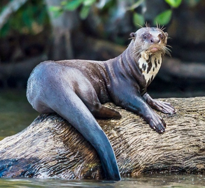 Giant Otter | Wild Kratts Wiki | Fandom