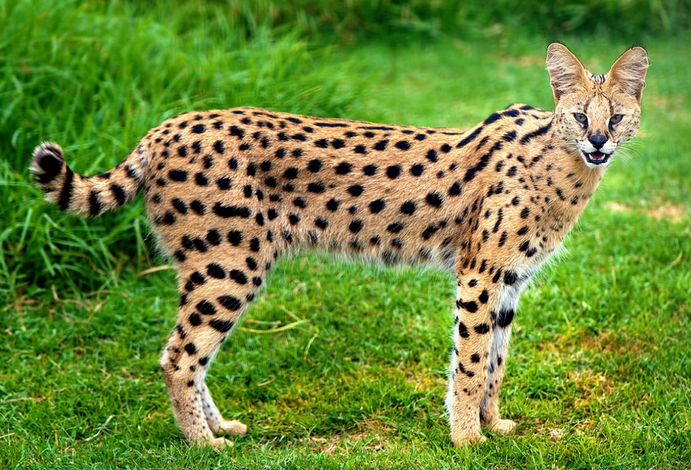 Serval Wild Kratts Wiki Fandom