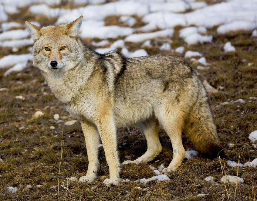 Coyote | Wild Kratts Wiki | Fandom