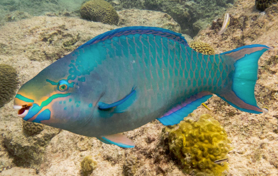 Queen Parrotfish | Wild Kratts Wiki | Fandom