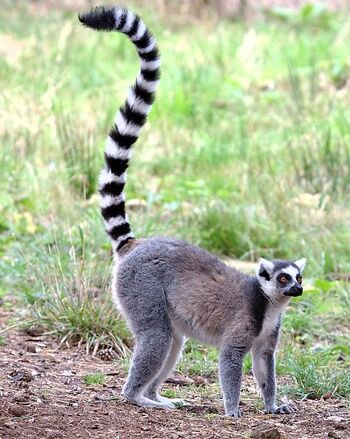 tailed lemur ring real wikia animation