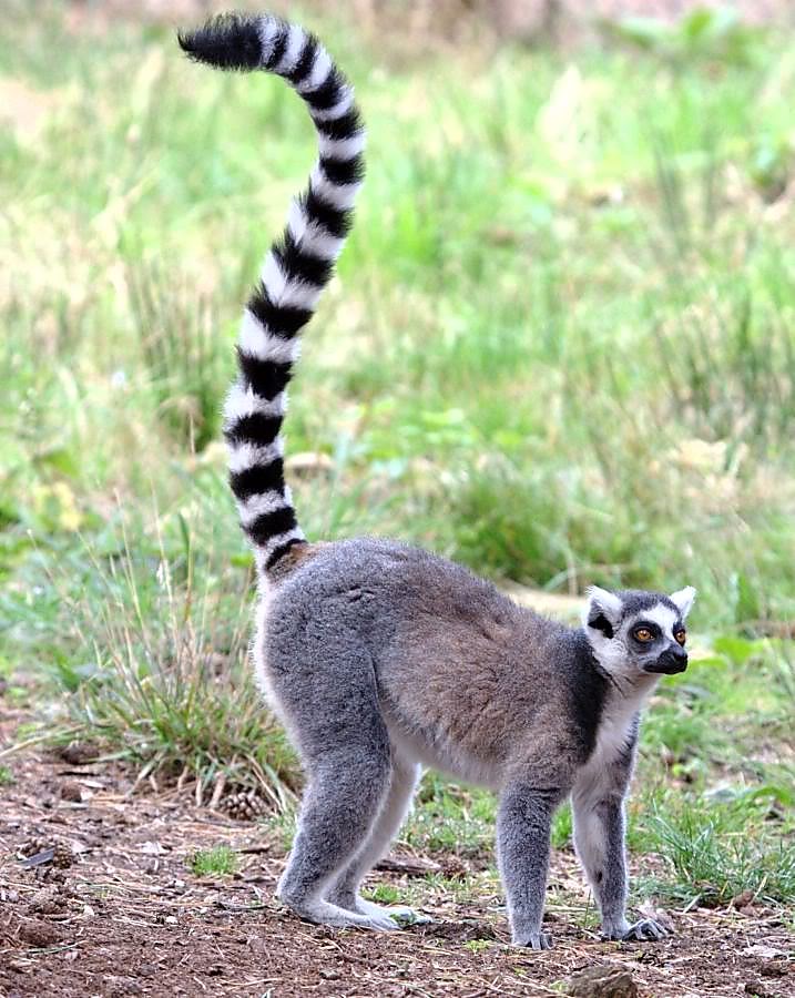 ring tailed lemur teddy