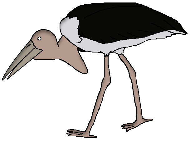 Marabou Stork | Wildlife Animal Pedia Wiki | Fandom