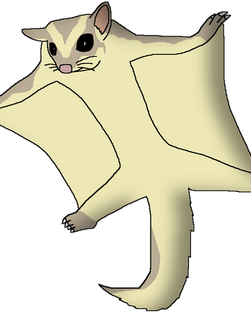 Sugar Glider Wildlife Animal Pedia Wiki Fandom