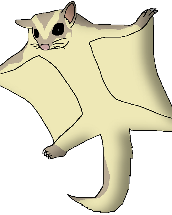 Sugar Glider Wildlife Animal Pedia Wiki Fandom