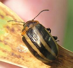 Calligrapha sp.