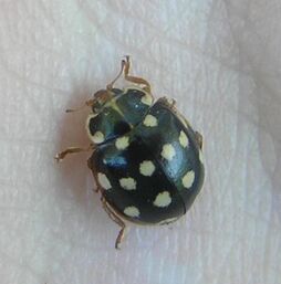 Creamspottedladybirdblack