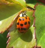 Harlequin6