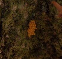Harlequin ladybird eggs