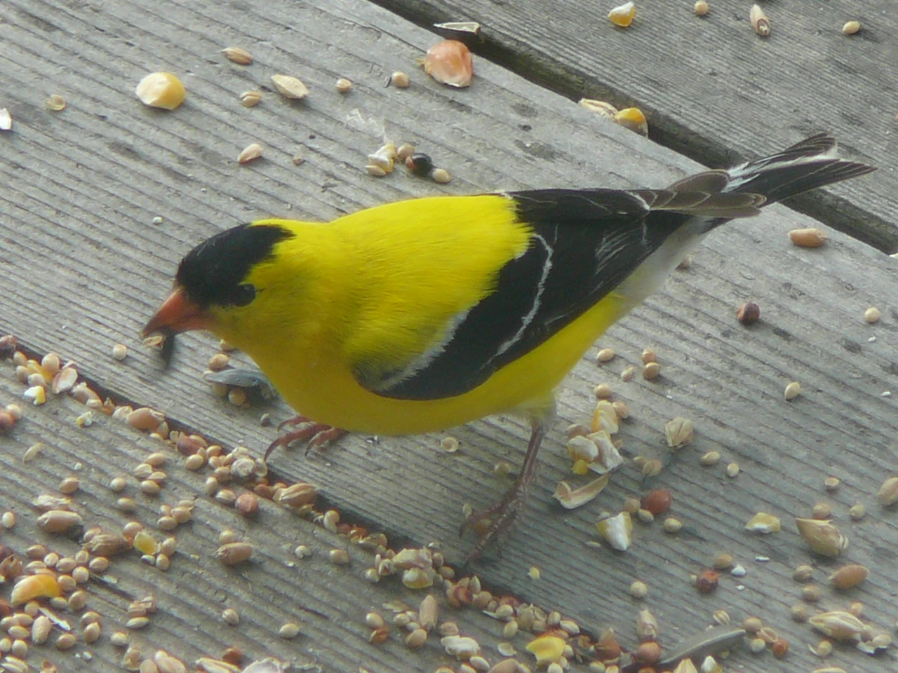 Fringillidae Wildlife of Alberta Wiki FANDOM powered by Wikia