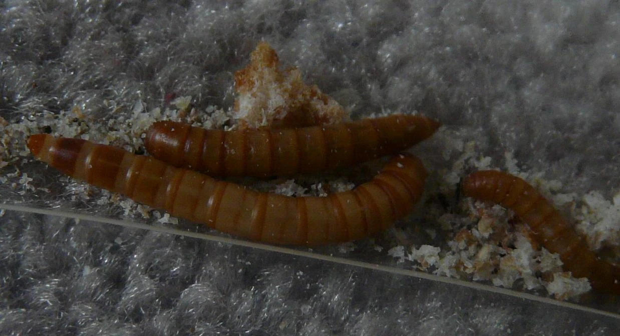 Yellow mealworm beetle Wildlife of Alberta Wiki FANDOM powered by Wikia