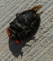 Margined carrion beetle2
