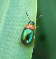 Gastrophysa polygoni