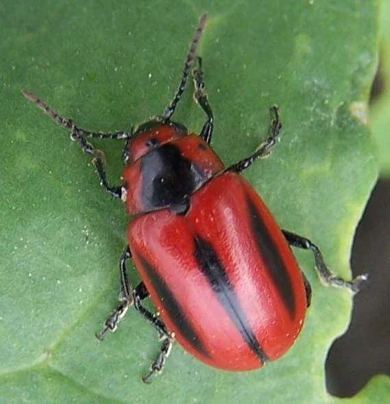Red turnip beetle Wildlife of Alberta Wiki FANDOM powered by Wikia